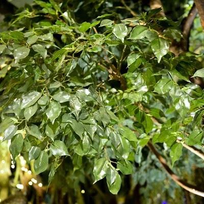 Artificial indoor Banyan Tree high quality