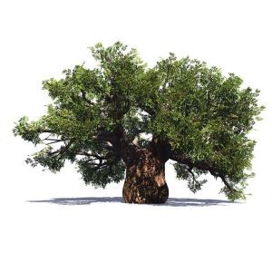 Crann Ficus Ársa Saorga