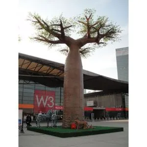Bileog Bheaga Baobab Saorga