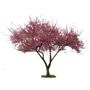 Blossoms Peach Crann Bláthanna Saorga