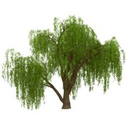 Crann Saileach Fola Saorga