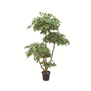 Crann Ficus Maisiúil