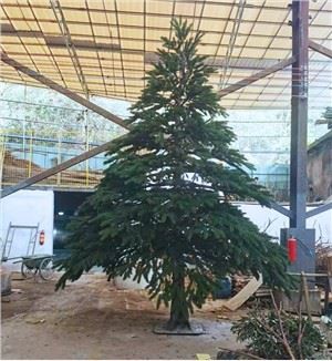 An Spruce Tree Nádúrtha Saorúil